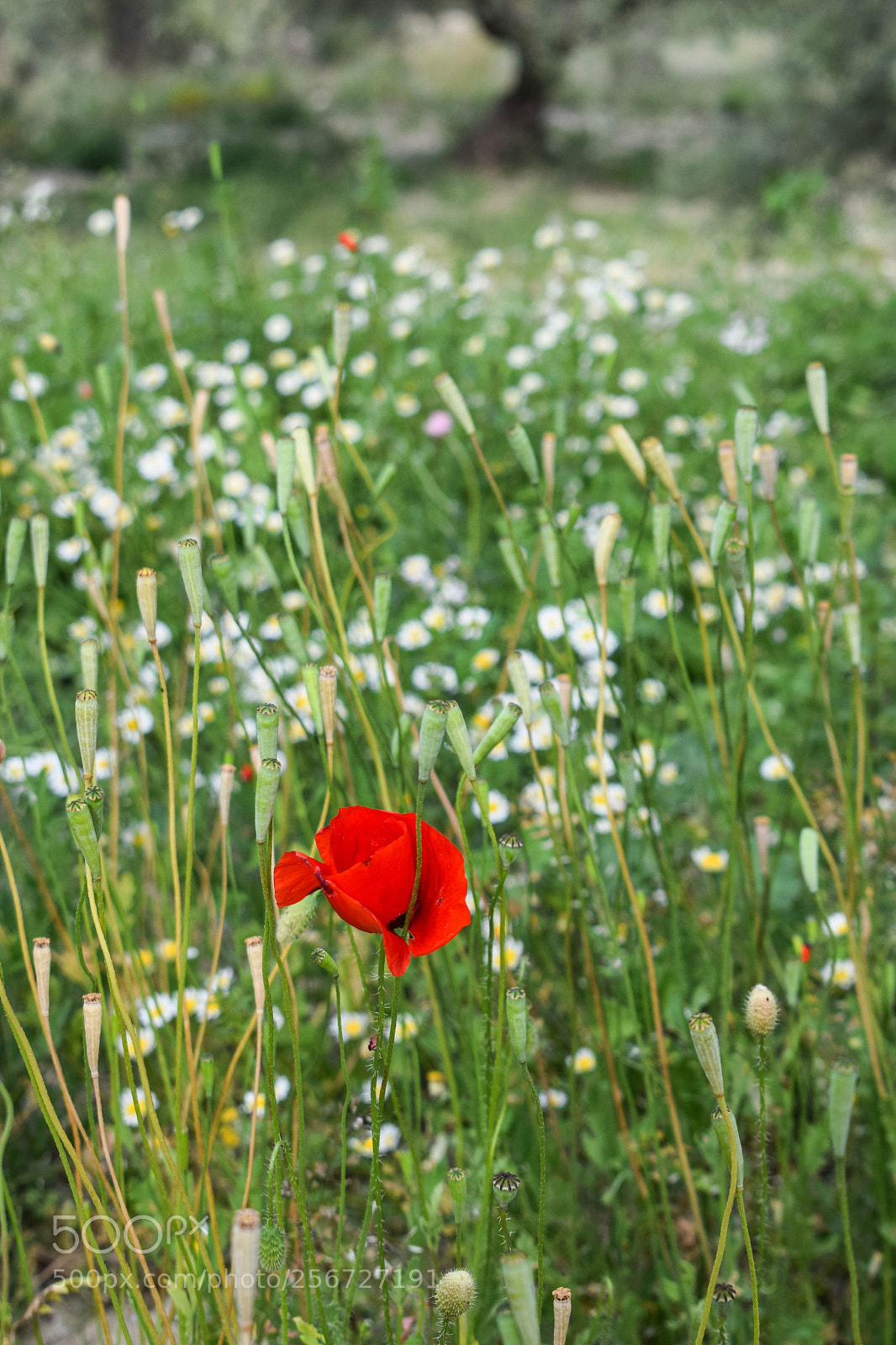 Nikon D3300 sample photo. Amapola photography