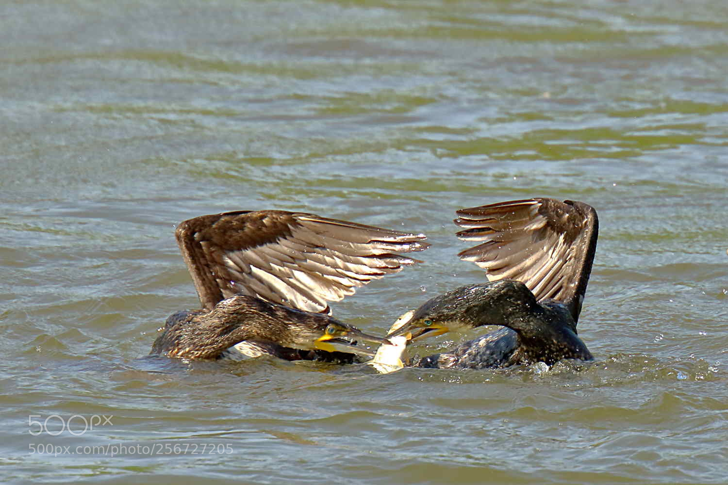 Canon EOS 7D Mark II sample photo. Grand cormoran photography