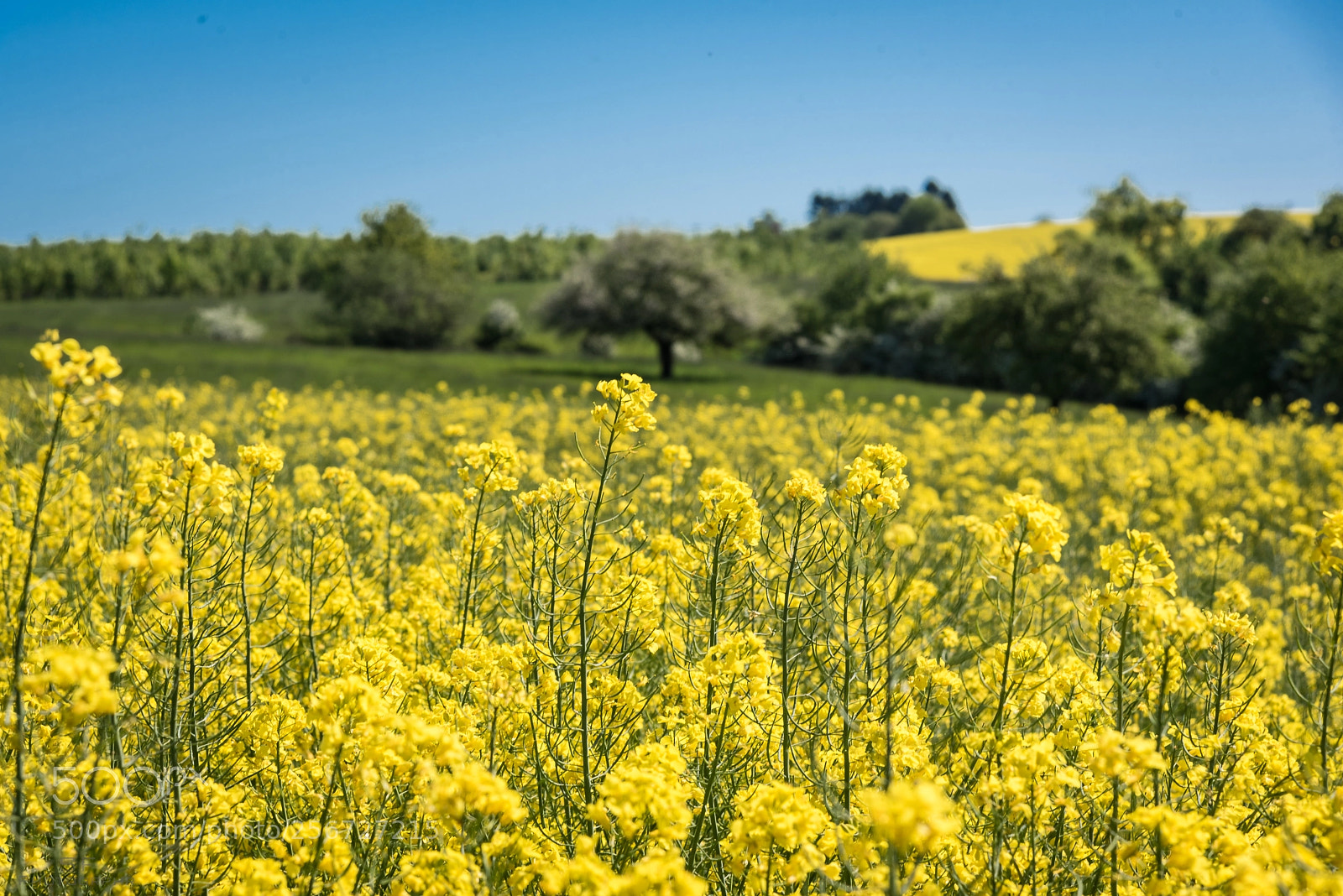 Nikon D750 sample photo. Rape blossom season photography