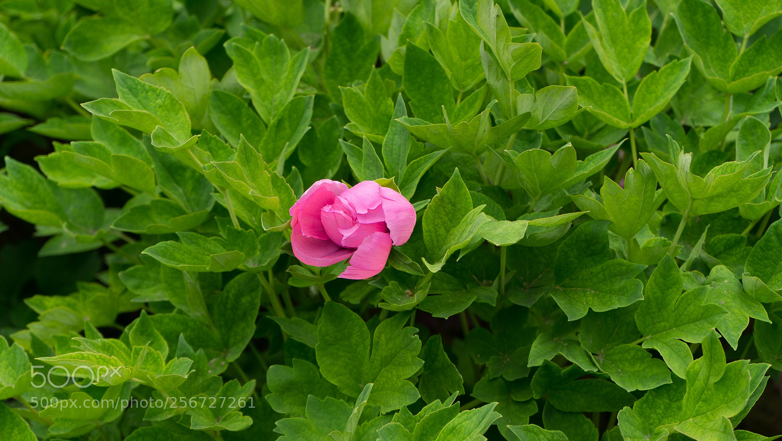 Sony a7 sample photo. Untitled photography