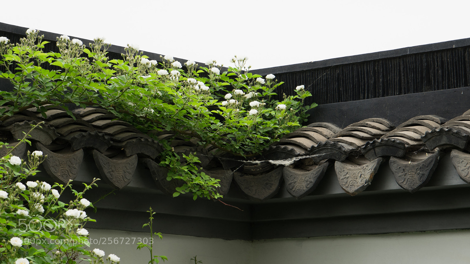 Sony a7 sample photo. Untitled photography