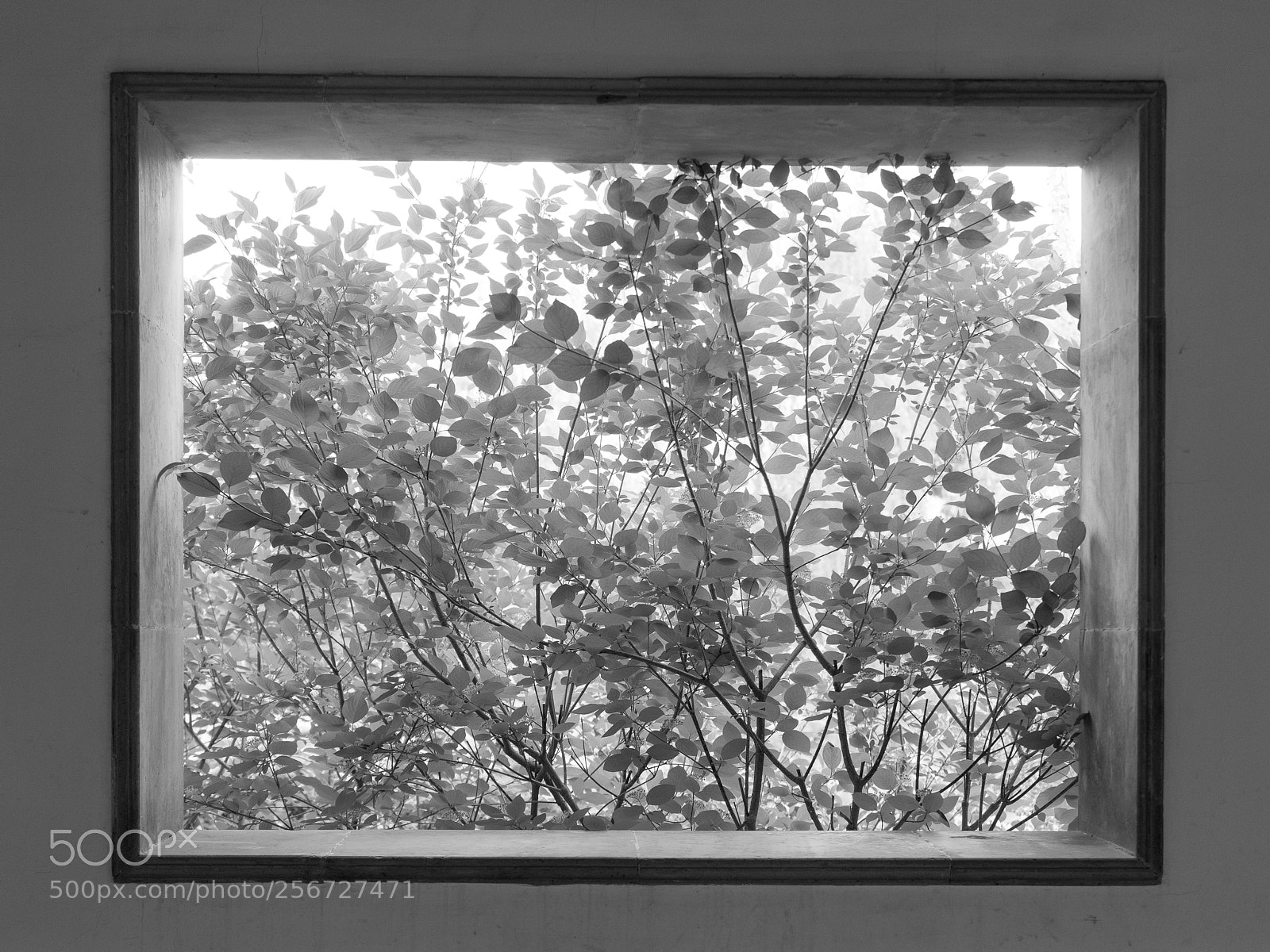 Sony a7 sample photo. A painting on wall? #1 photography