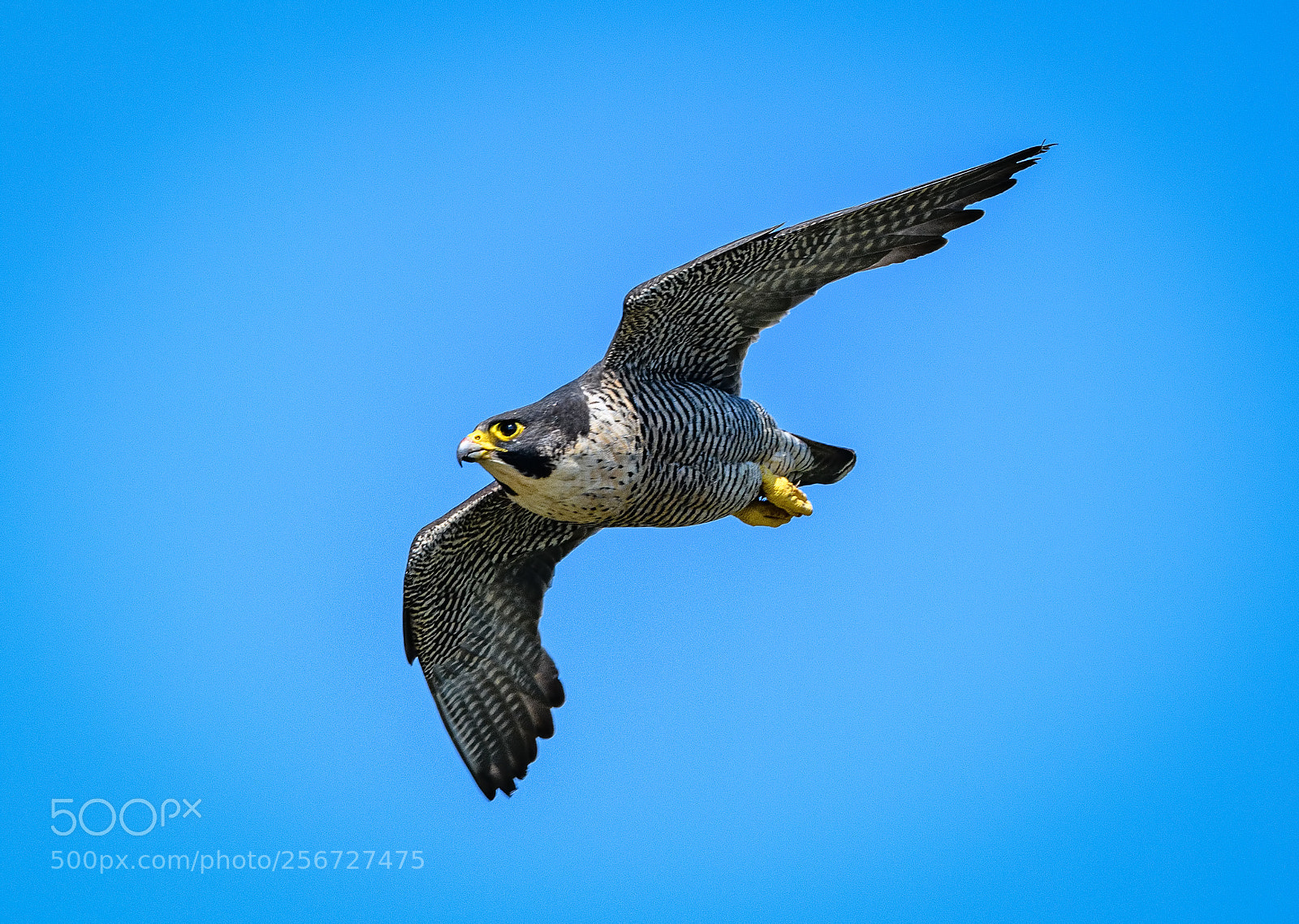 Nikon D850 sample photo. Peregrine falcon flying at photography