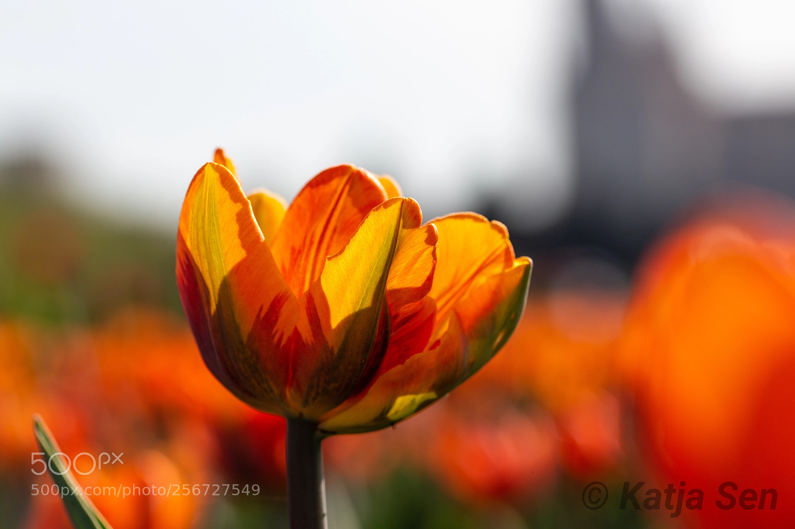 Canon EOS 6D sample photo. The sunny macro photography