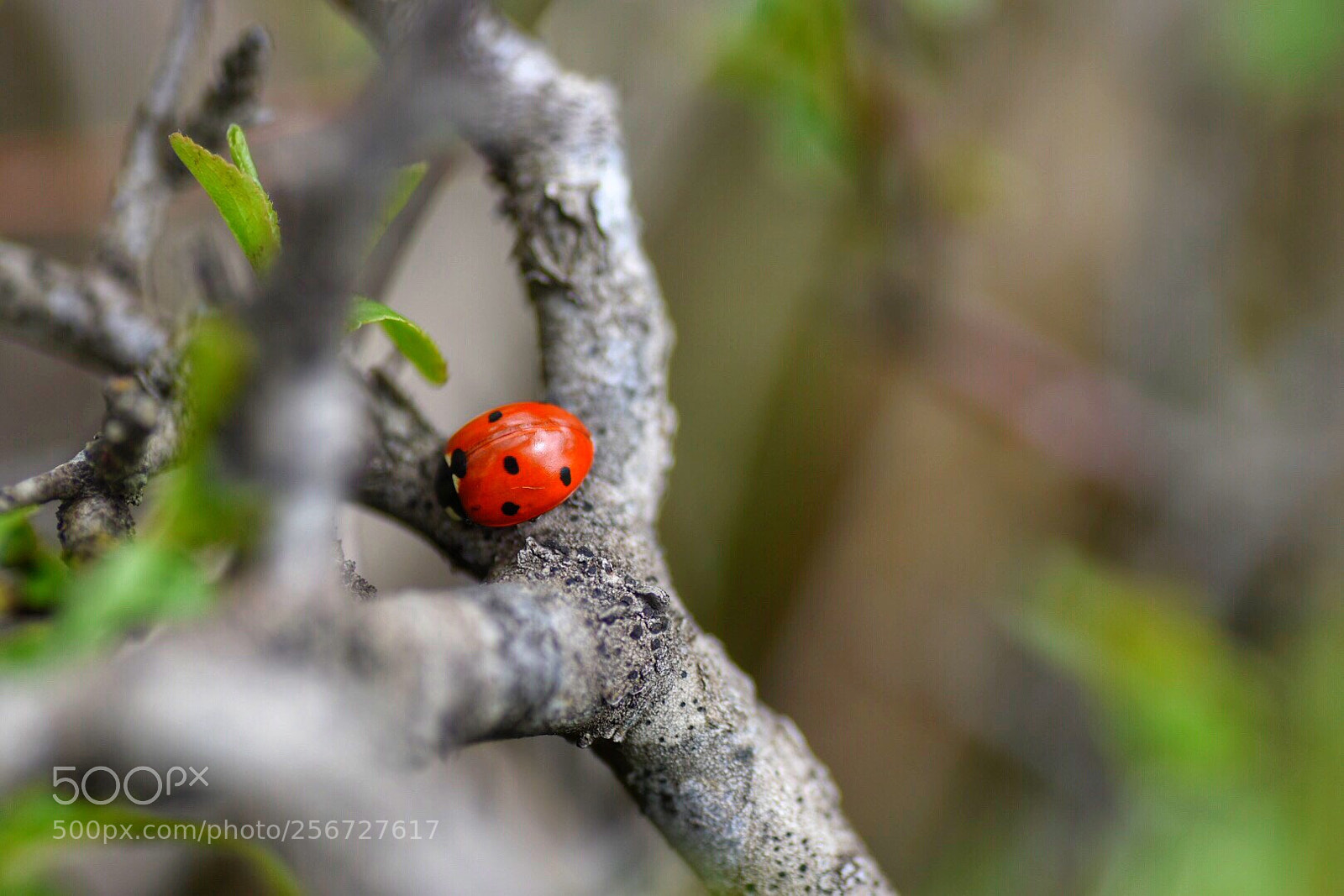 Nikon D5500 sample photo. Ladybug photography