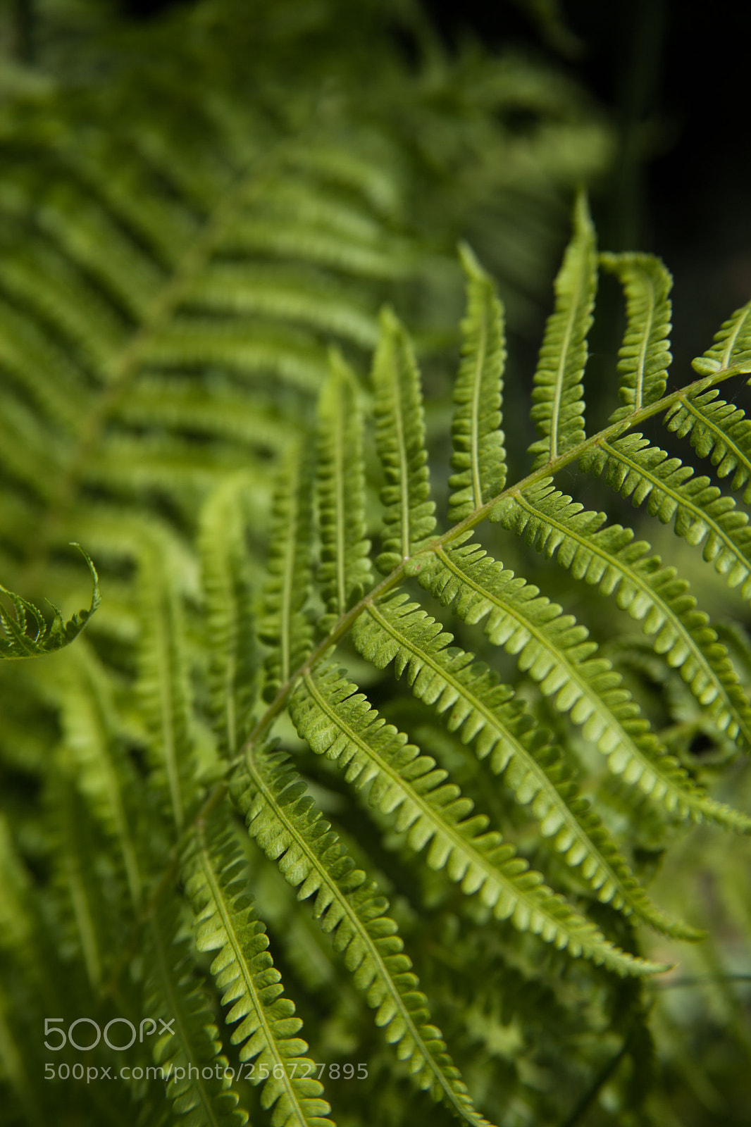 Canon EOS 5D Mark II sample photo. Img photography