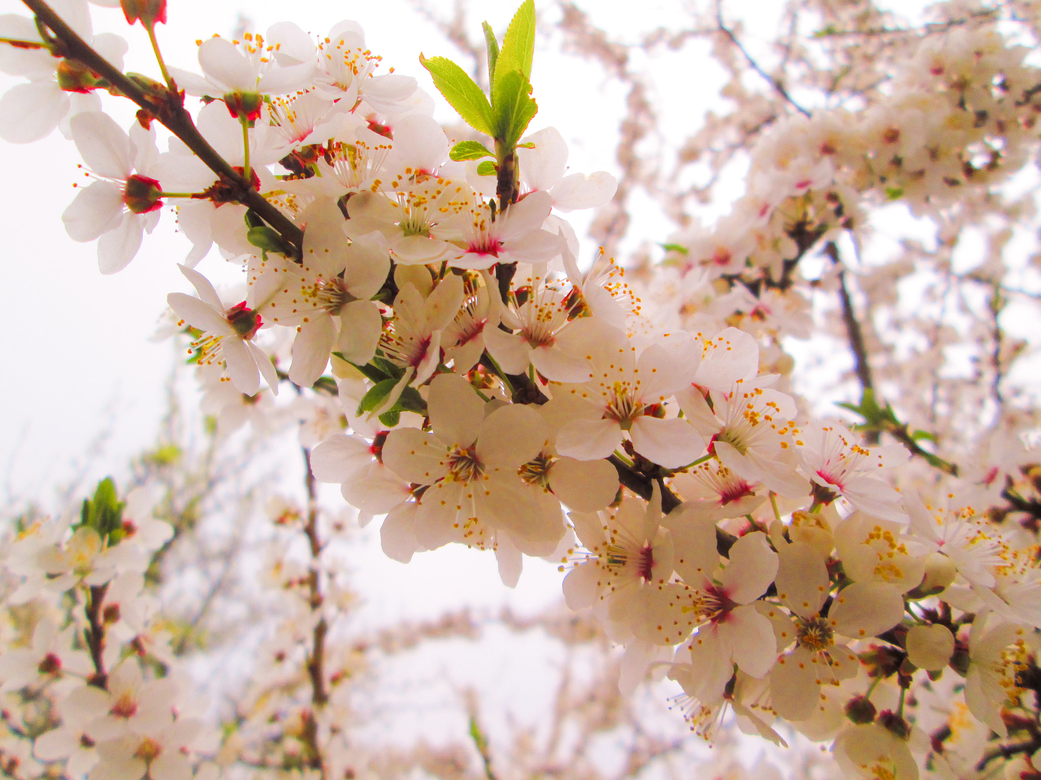 Canon PowerShot A1300 sample photo
