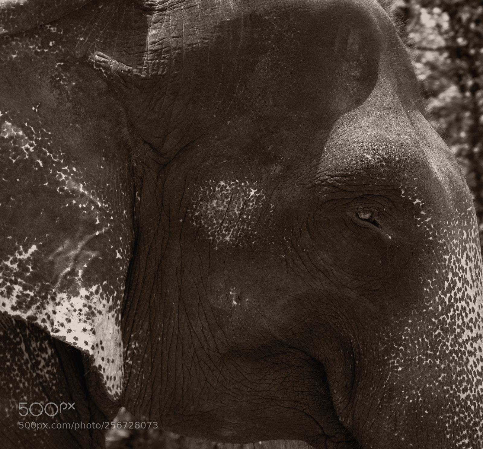 Canon EOS 70D sample photo. Elephant photography