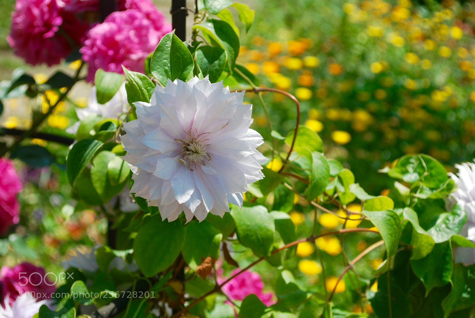 Nikon D60 sample photo. Rose garden photography
