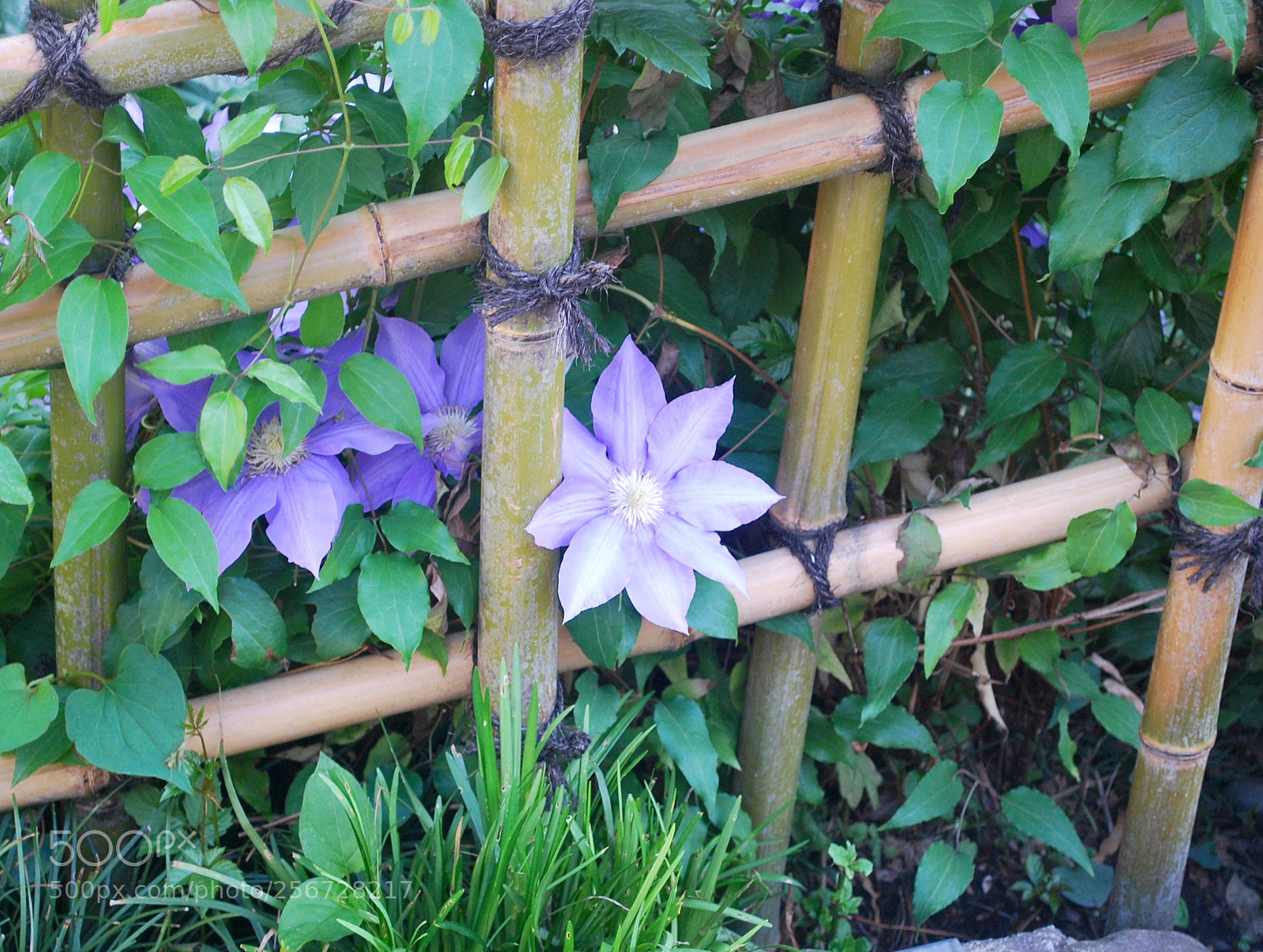 Nikon D60 sample photo. In the greens photography
