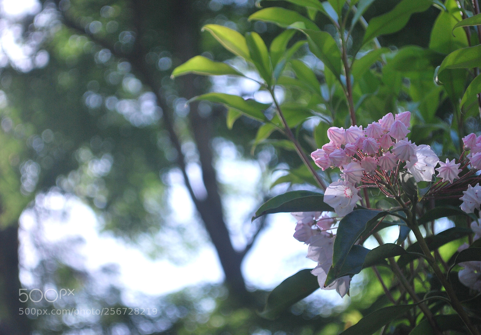 Nikon D60 sample photo. Cute flowers photography