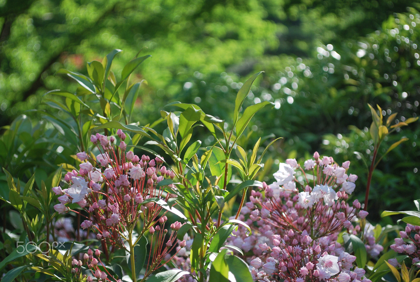 Nikon D60 sample photo. What? photography