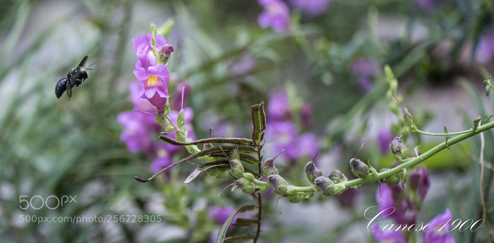 Nikon D810 sample photo. Insecto & primavera photography