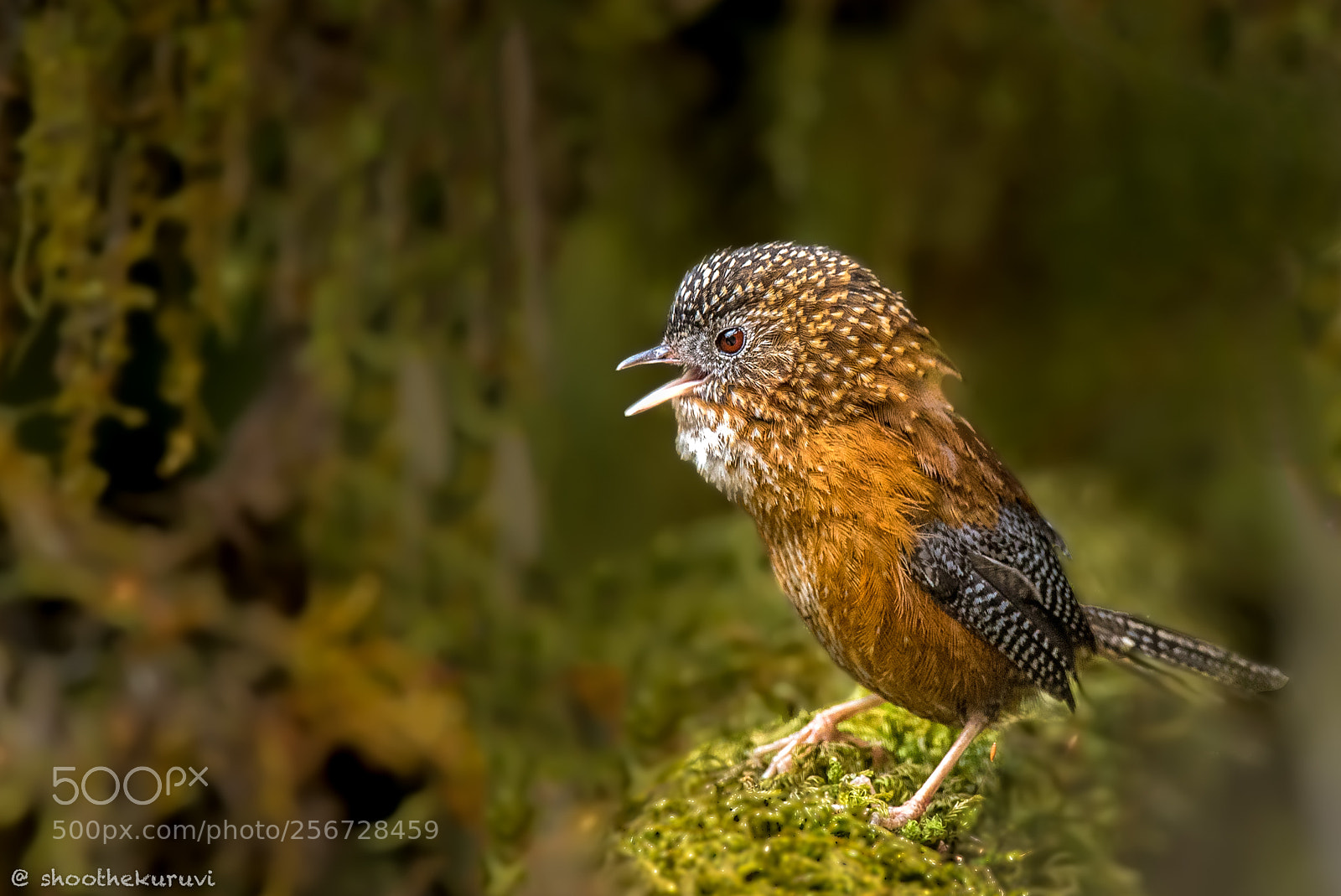 Nikon D750 sample photo. Bar-winged wren-babbler photography