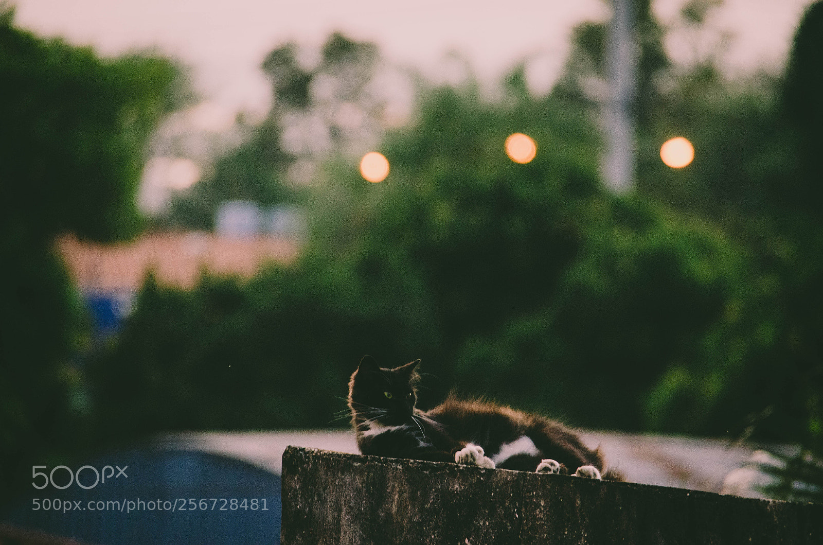 Nikon D5100 sample photo. Cat01 photography