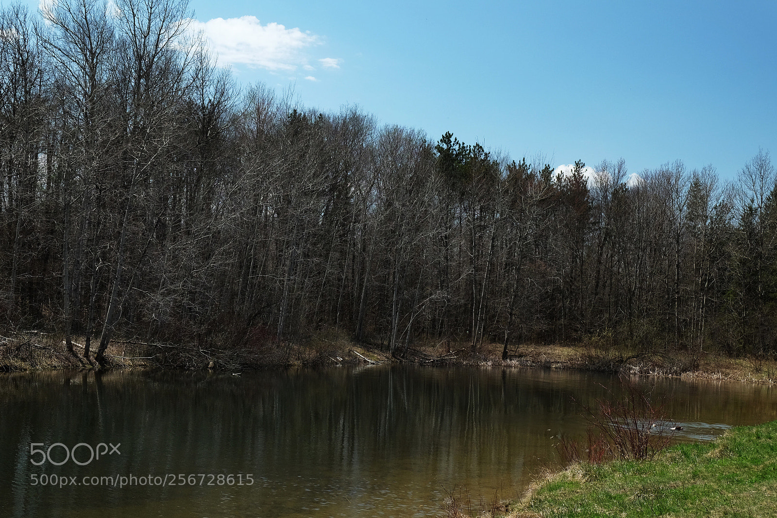Fujifilm X-T10 sample photo. Retriever  photography