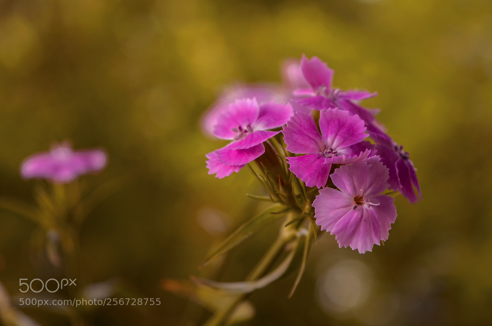 Nikon D7000 sample photo. Soft and beauty photography