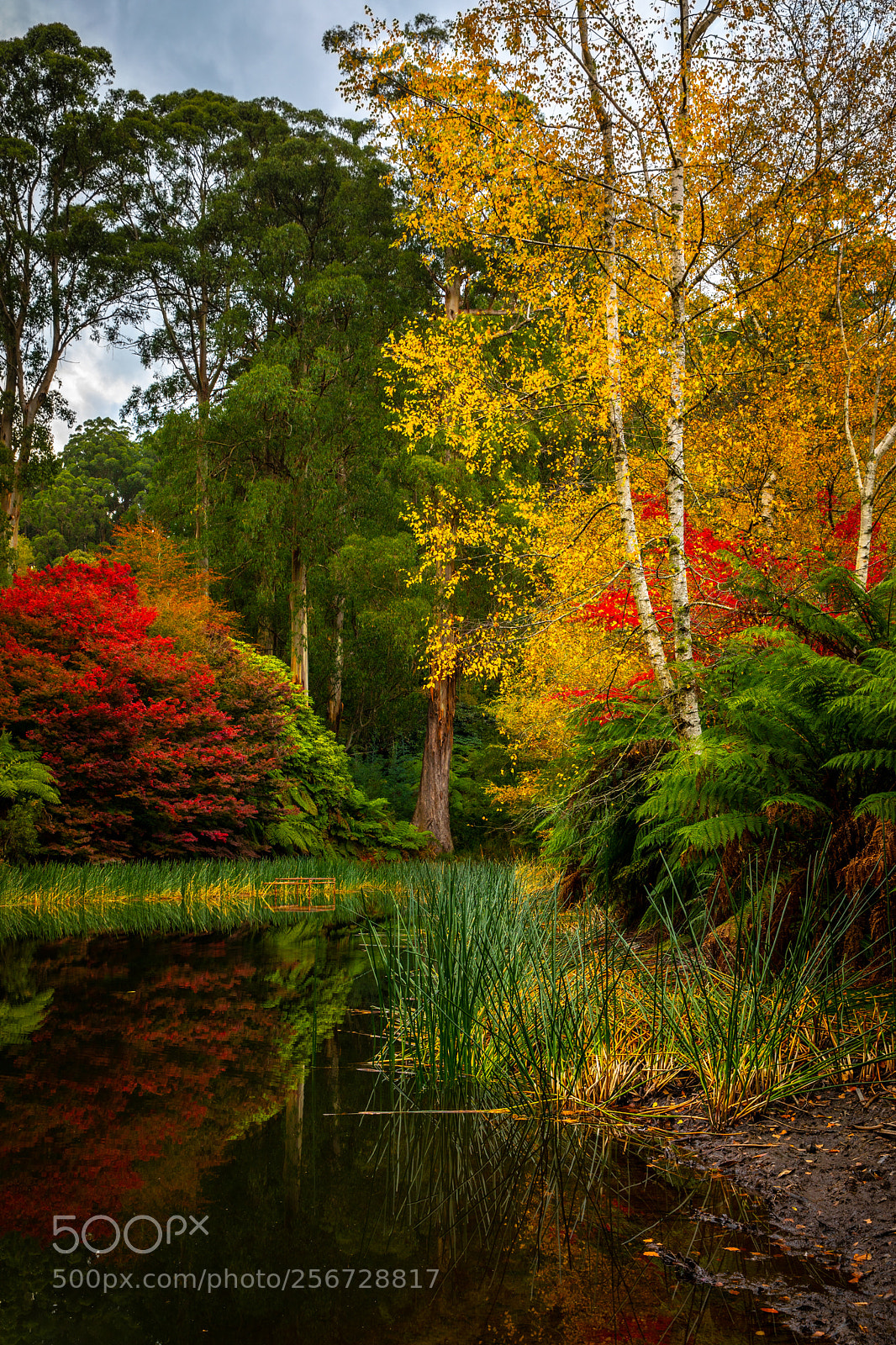 Canon EOS 5D Mark IV sample photo. Autumn in victoria photography