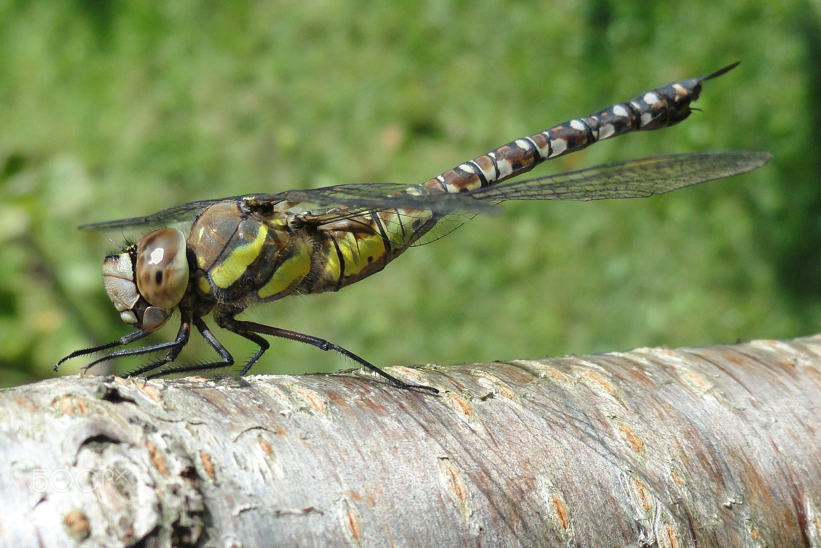 Sony Cyber-shot DSC-H55 sample photo. Common hawker close by photography