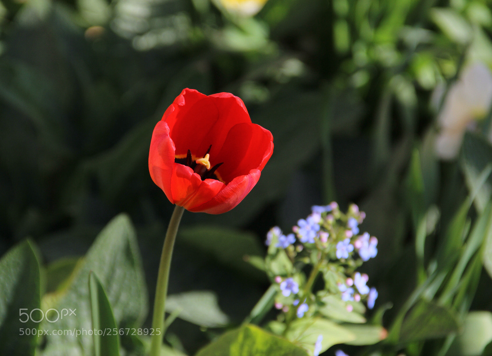 Canon EOS 600D (Rebel EOS T3i / EOS Kiss X5) sample photo. Tulip and forget-me-not photography