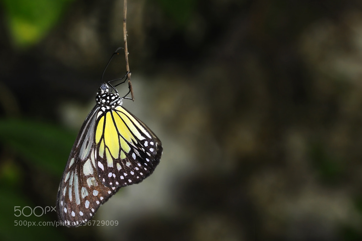 Nikon D3 sample photo. Y e l l photography