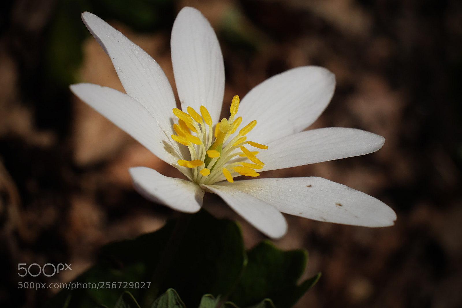 Fujifilm X-T10 sample photo.  bloodroot  photography