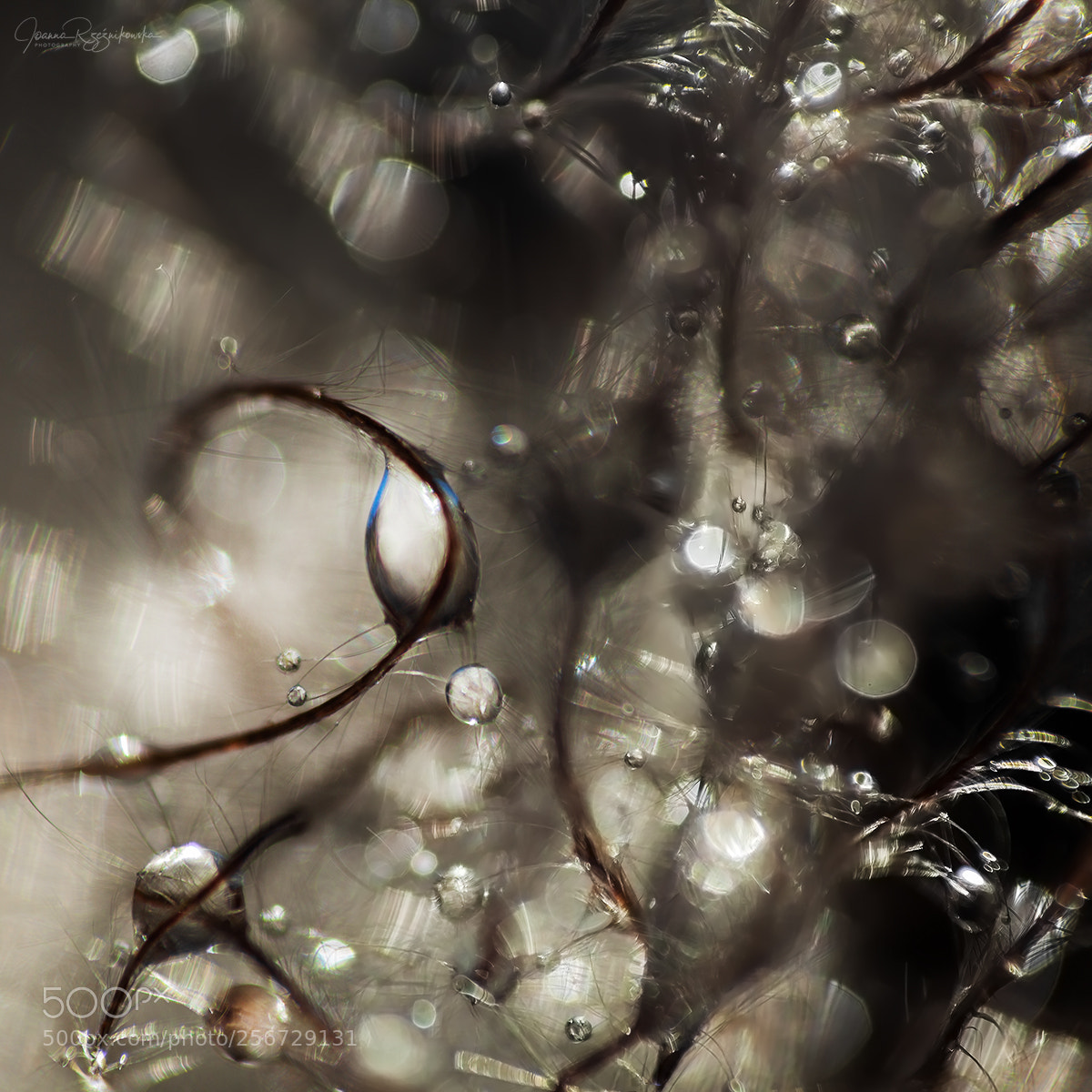 Canon EOS 5D Mark II sample photo. Don't lie photography