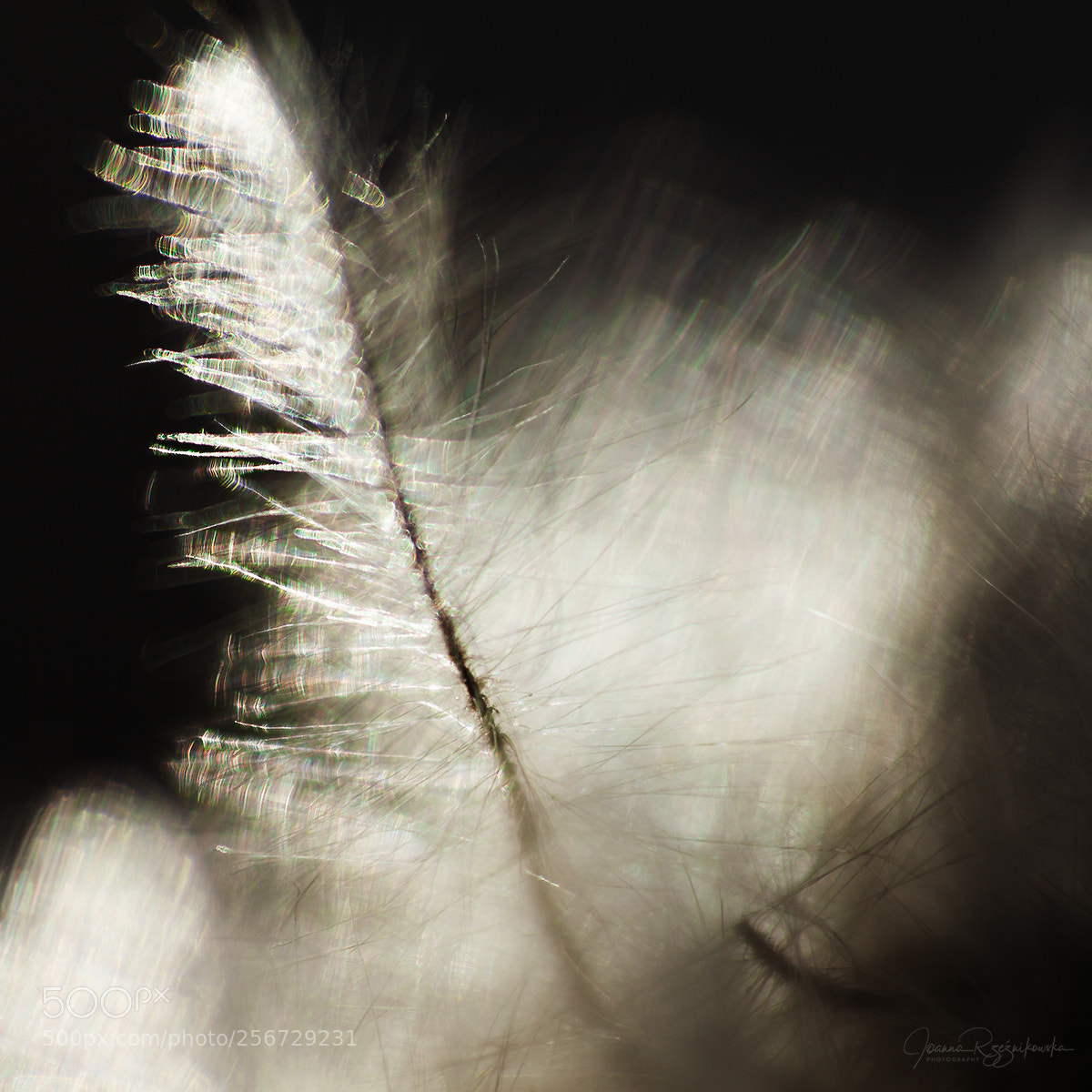Canon EOS 5D Mark II sample photo. Bless the light photography
