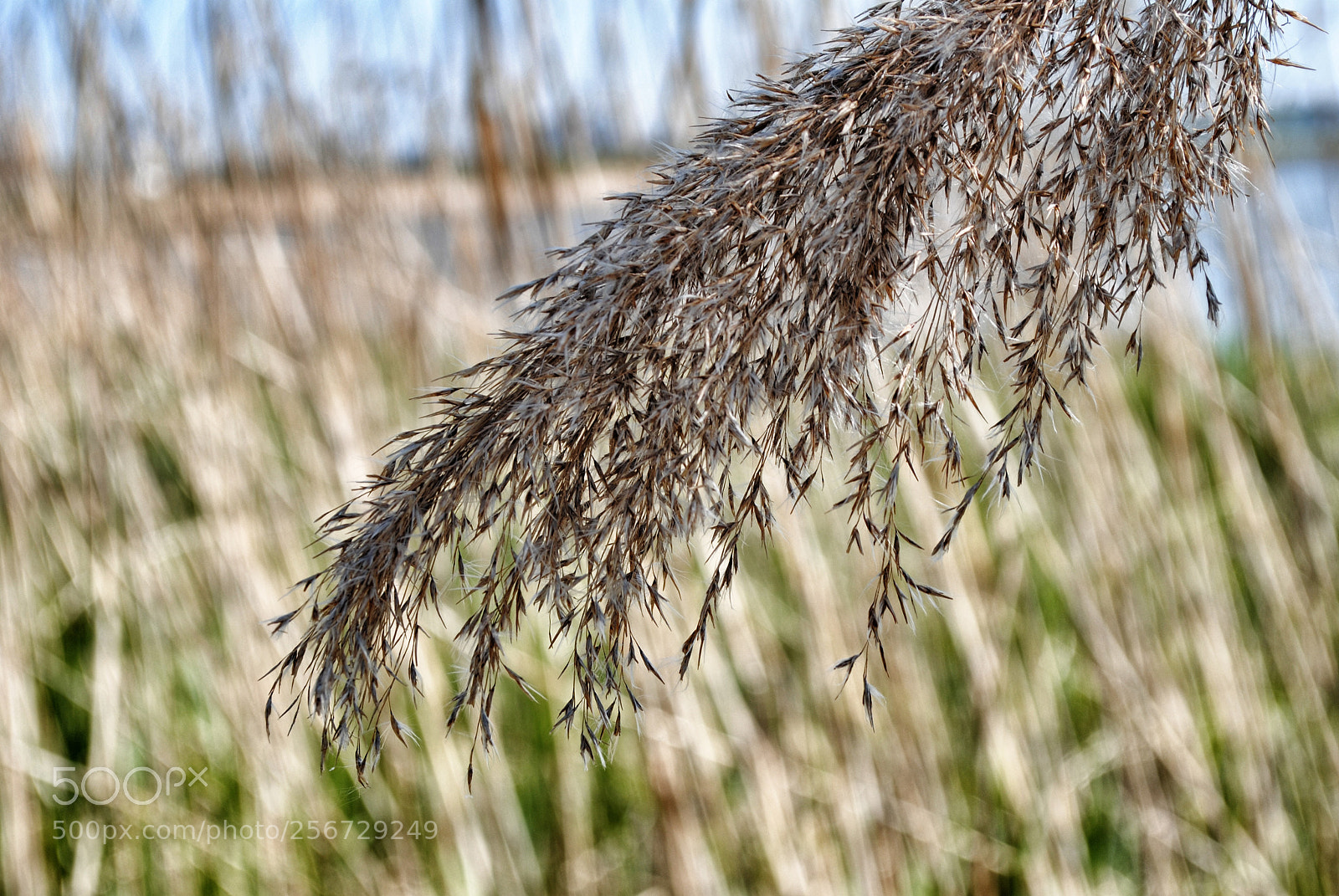 Nikon D3000 sample photo. Close up photography