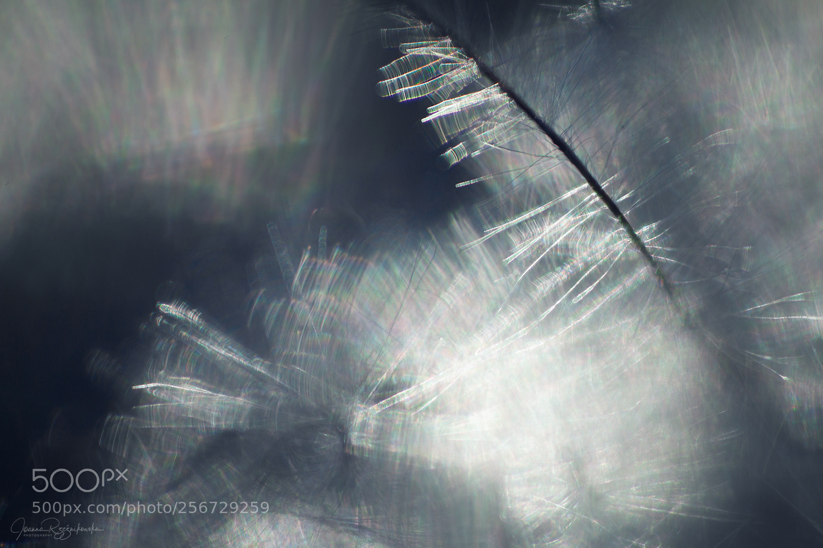 Canon EOS 5D Mark II sample photo. Bless the light photography