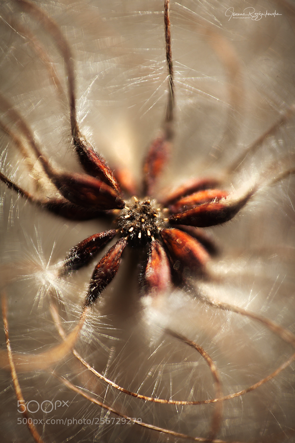 Canon EOS 5D Mark II sample photo. Bless the light photography