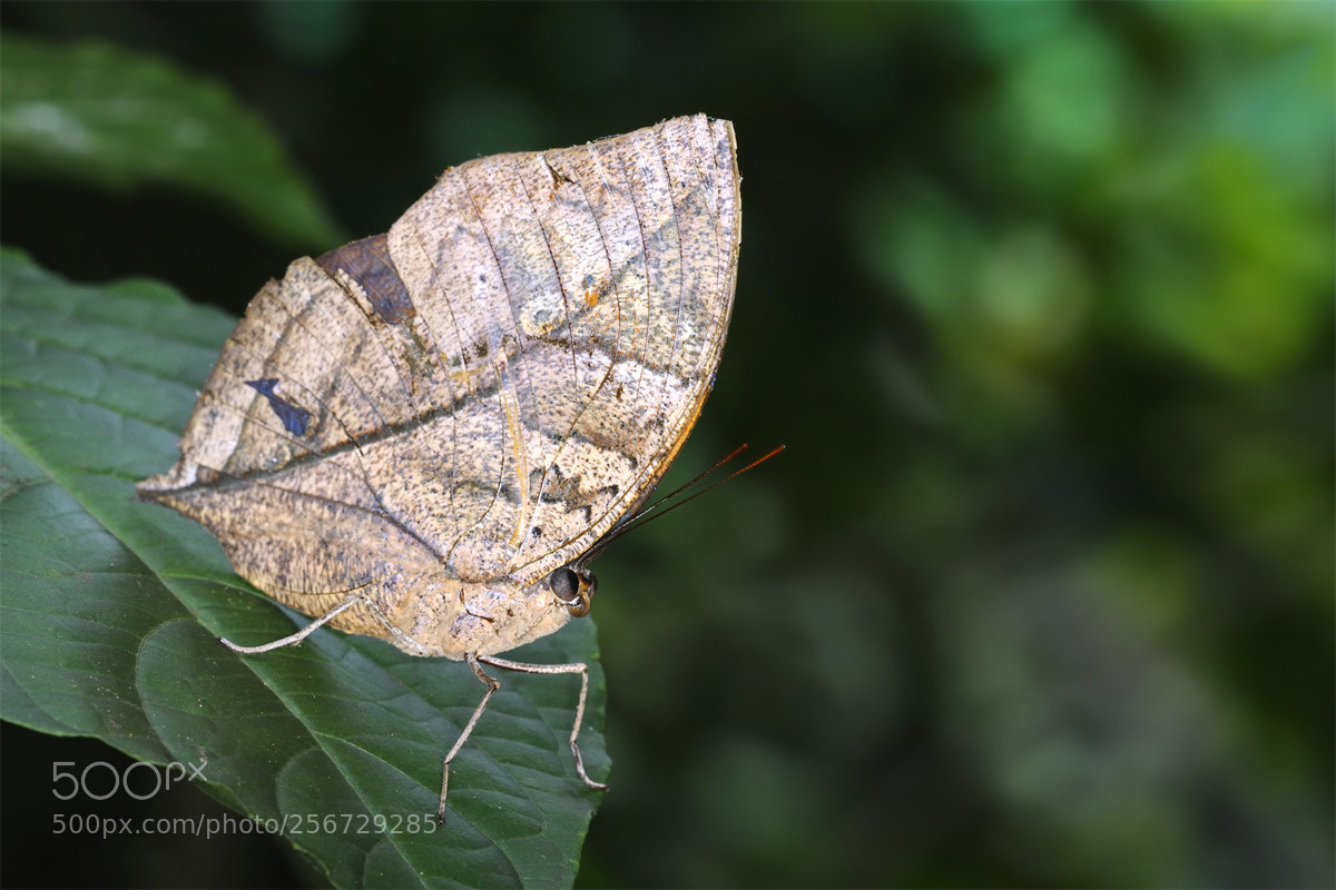 Nikon D3 sample photo. Butterfly photography