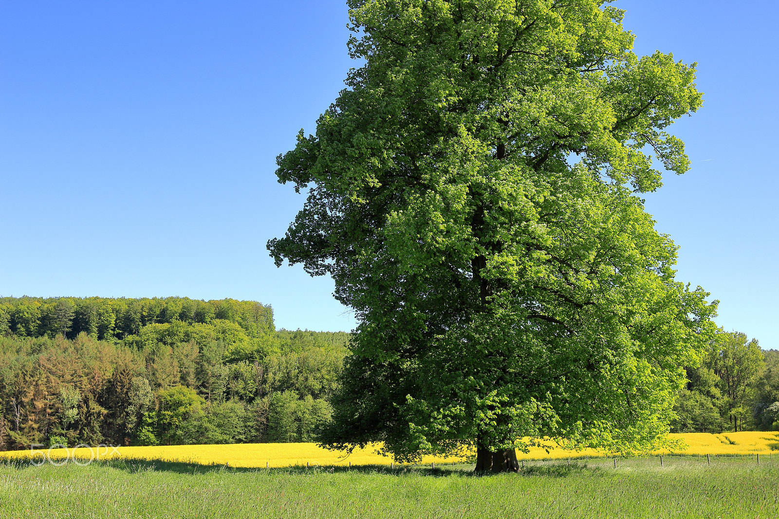 Canon EF-S 24mm F2.8 STM sample photo. The green tree photography