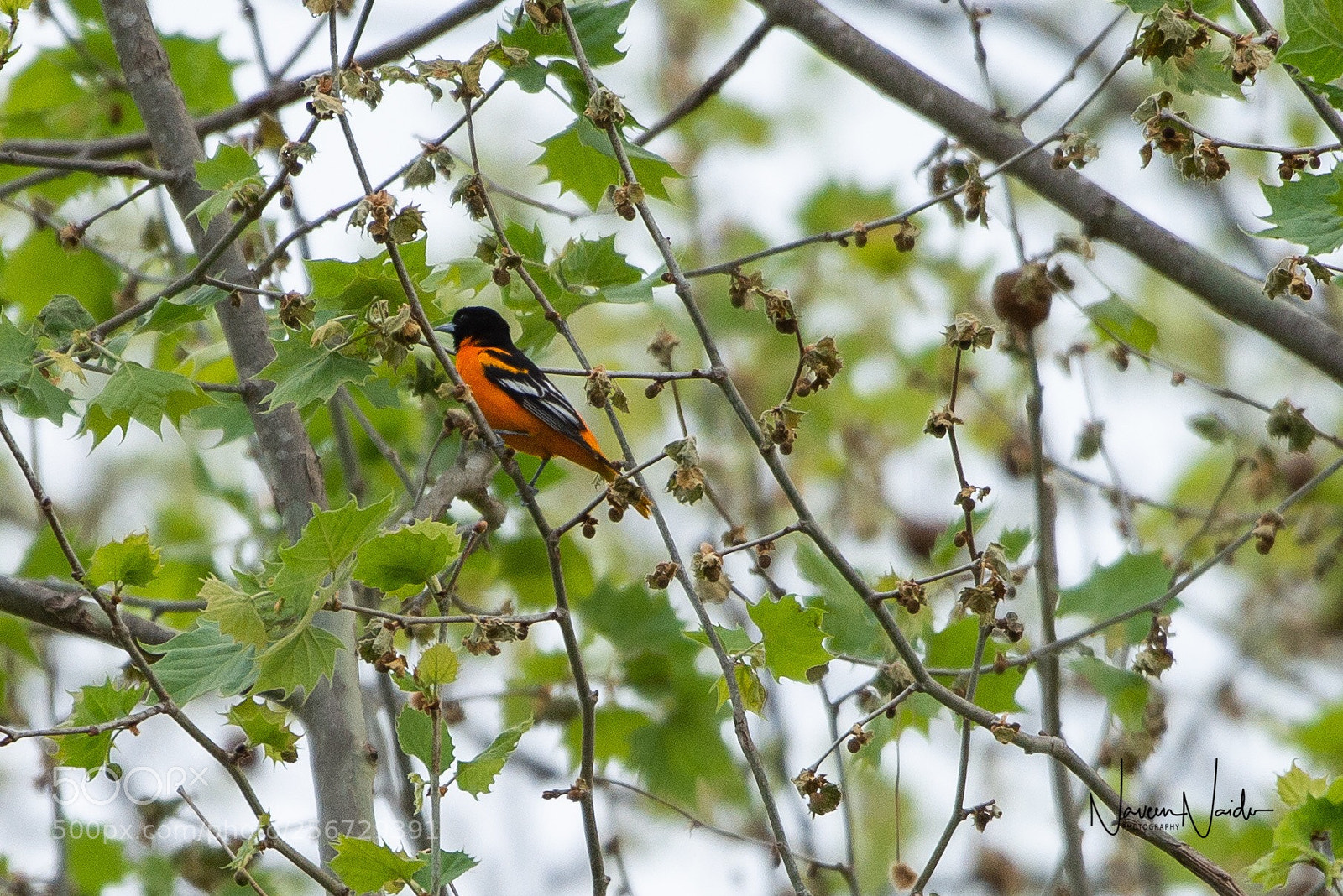 Nikon D800 sample photo. Baltimore oriole photography