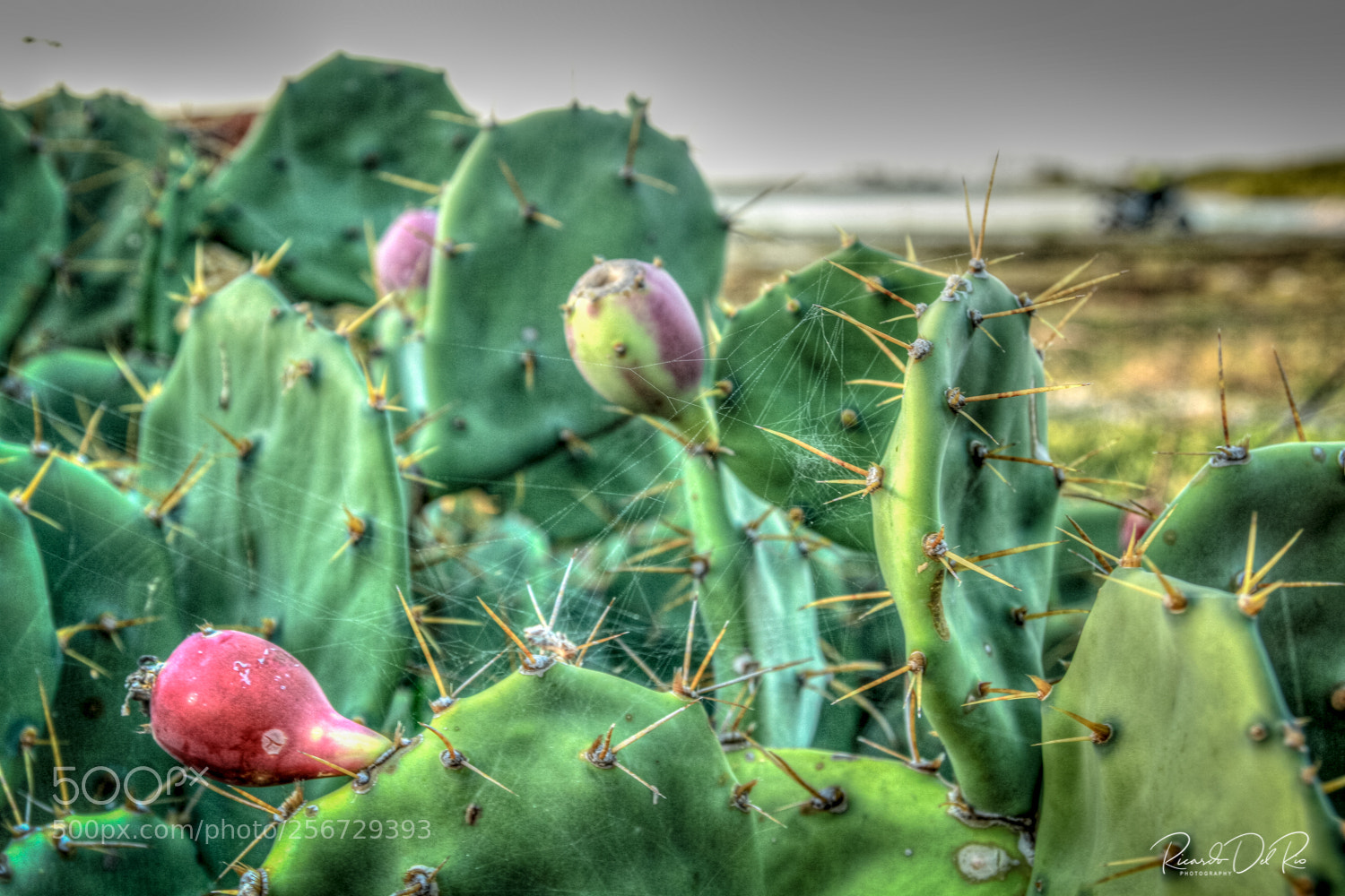 Canon EOS 7D sample photo. Nopal con tuna photography