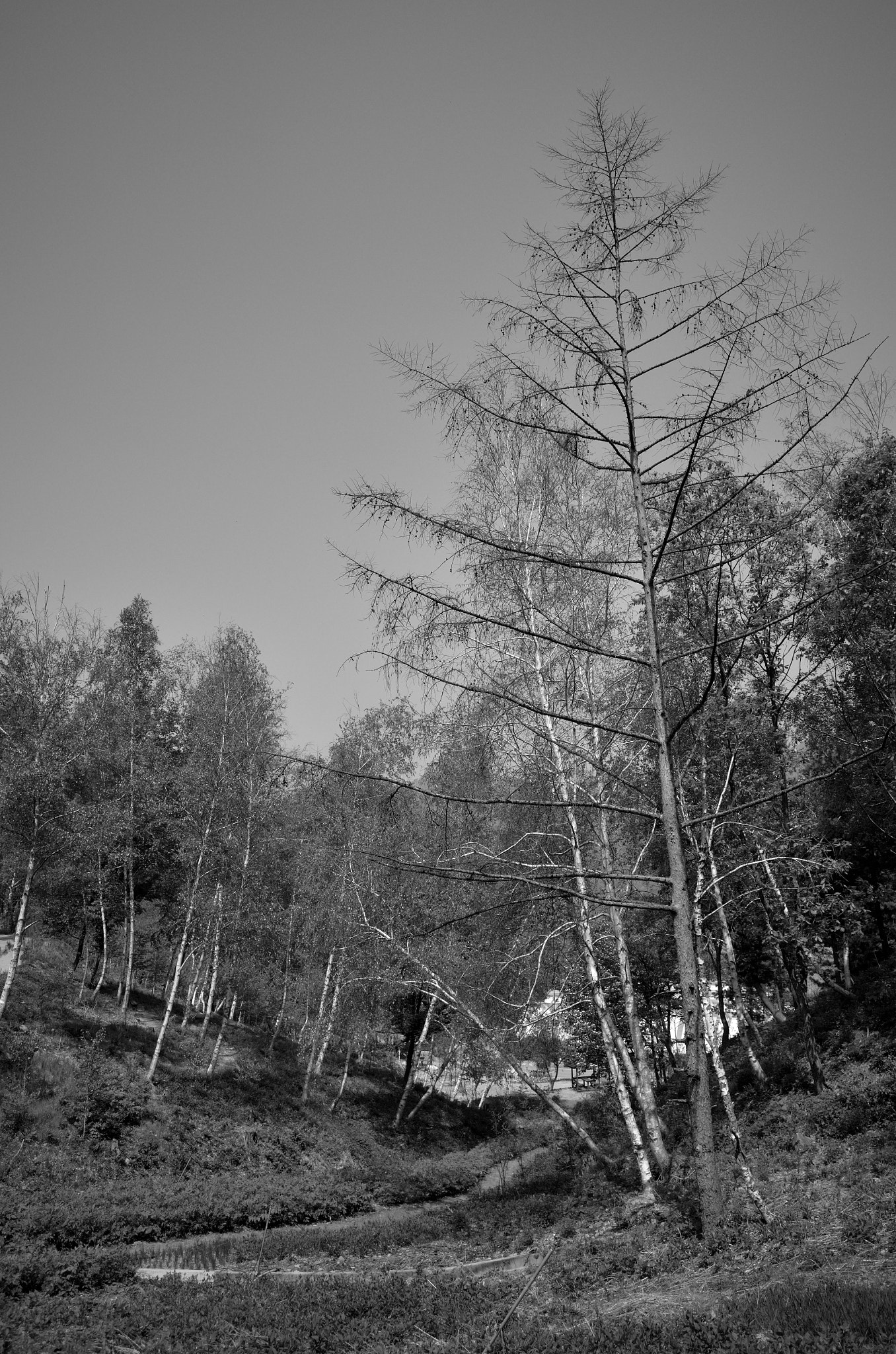 Nikon Coolpix A sample photo. Walking forest photography