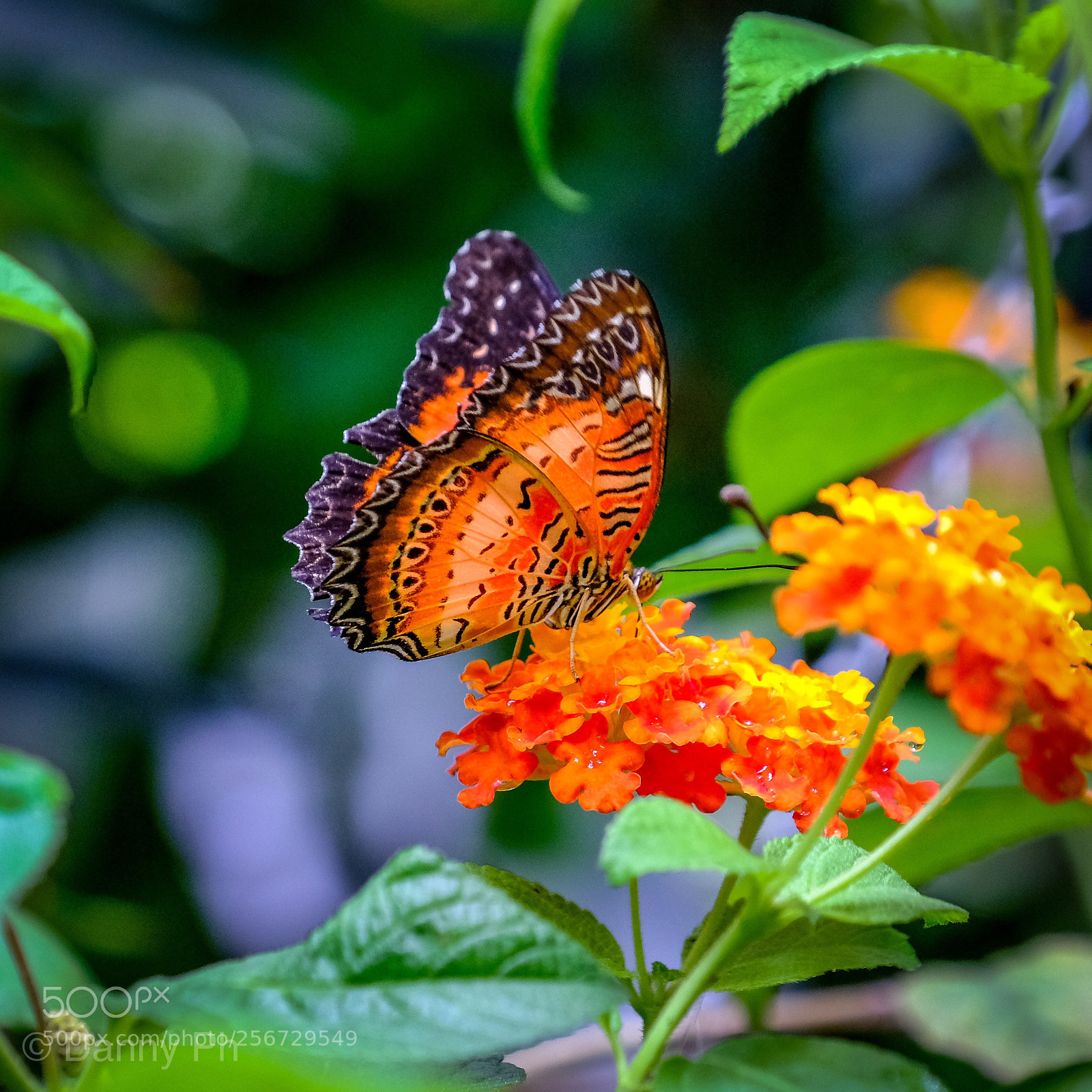Fujifilm X-T2 sample photo. Lady butterfly photography
