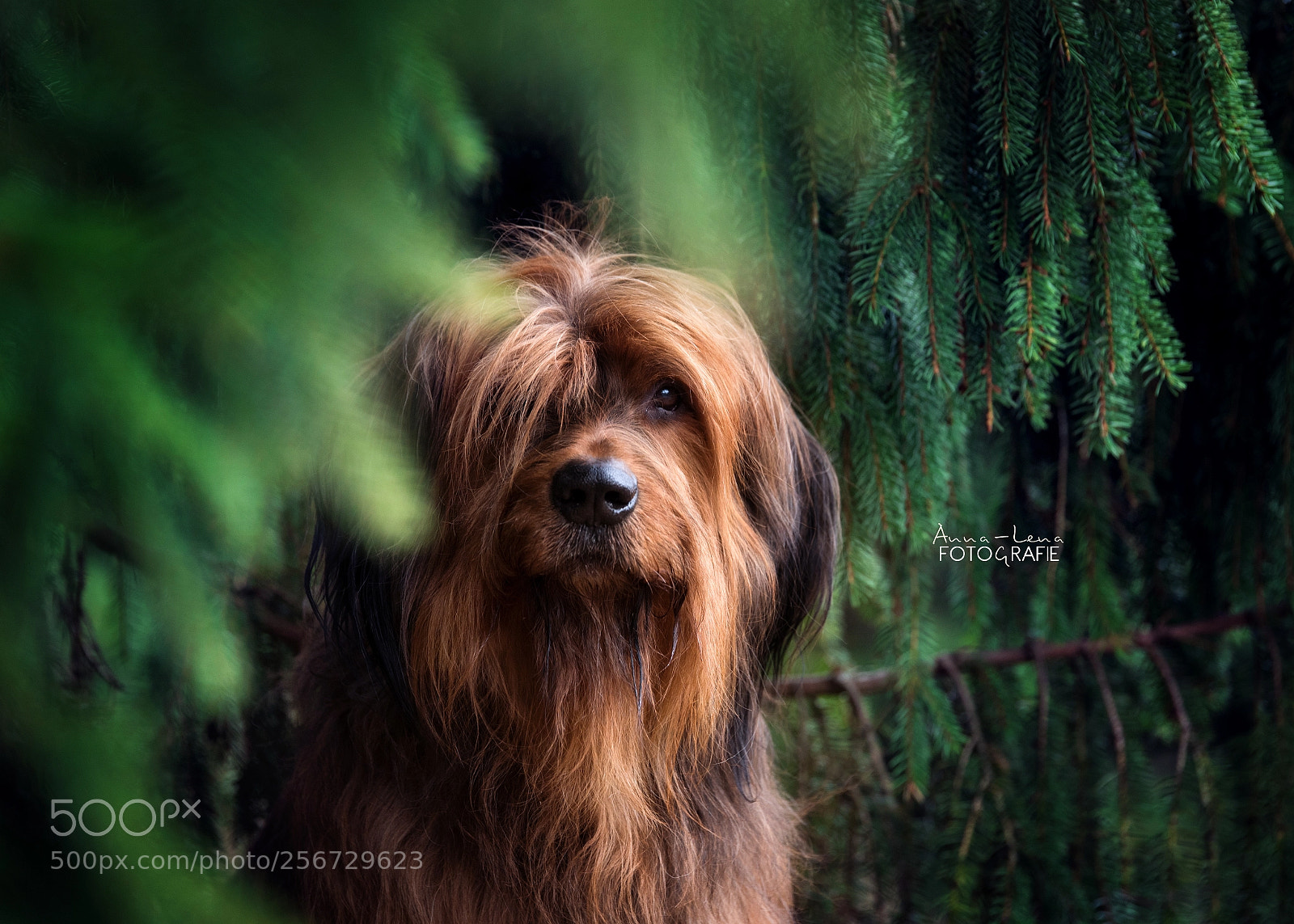 Nikon D750 sample photo. Forestdog photography