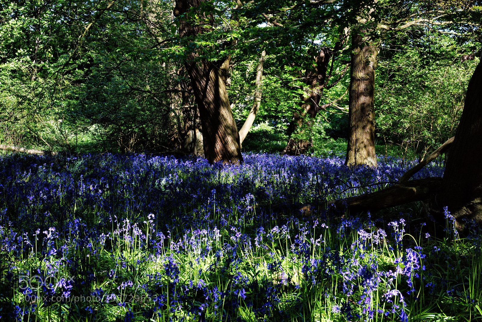 Nikon D810 sample photo. Bluebells photography