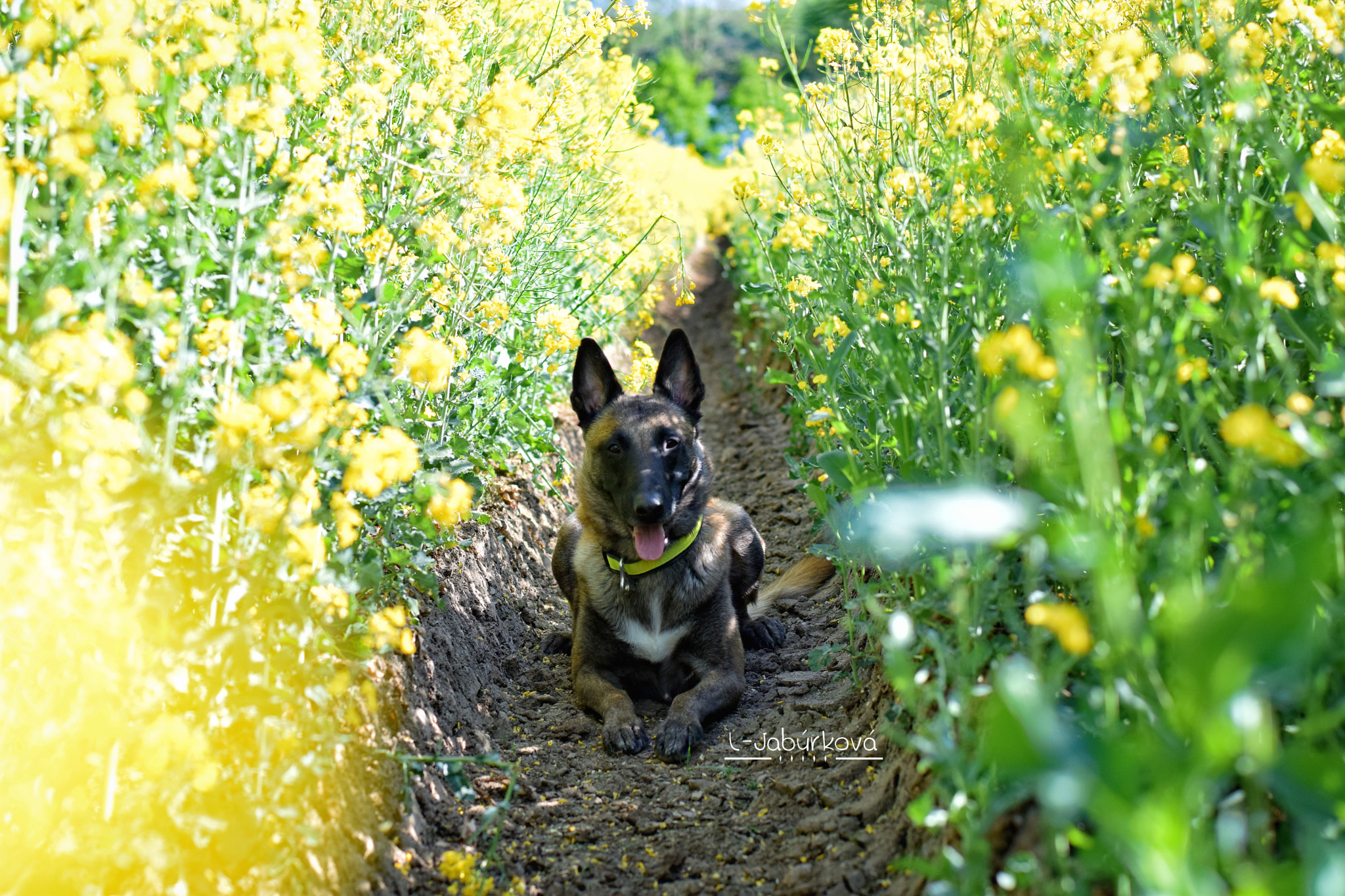 Nikon AF-S Nikkor 50mm F1.8G sample photo. Amigo and fields photography