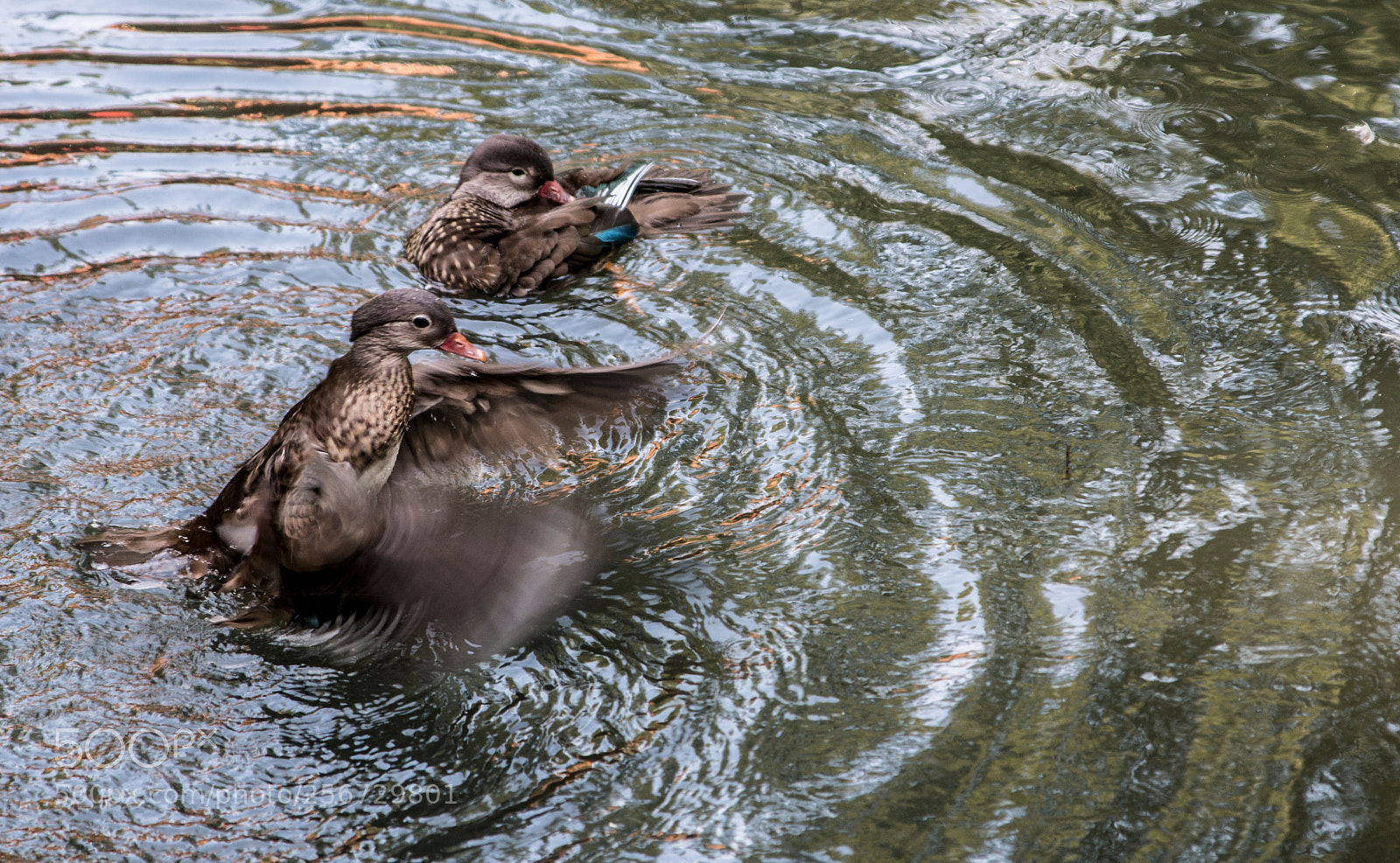 Canon EOS 70D sample photo. Untitled photography