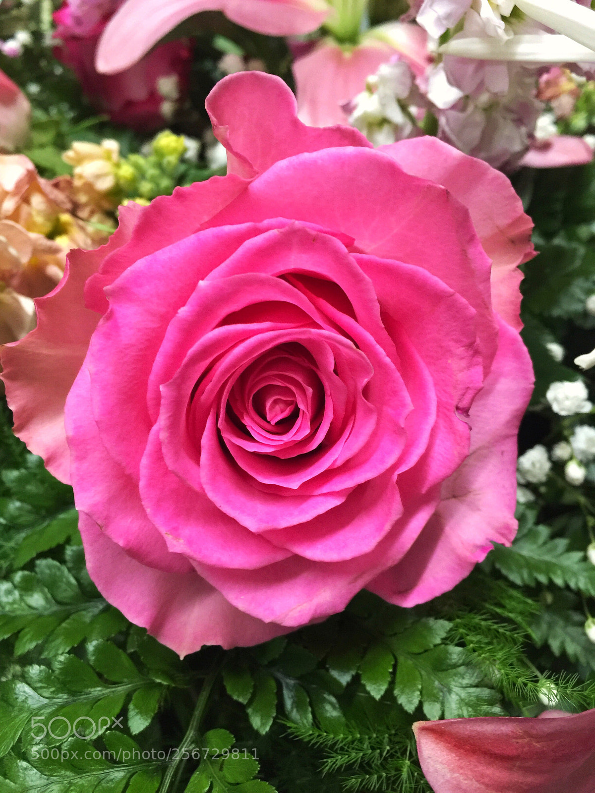 Apple iPhone 6 Plus sample photo. Today’s flower ?  photography