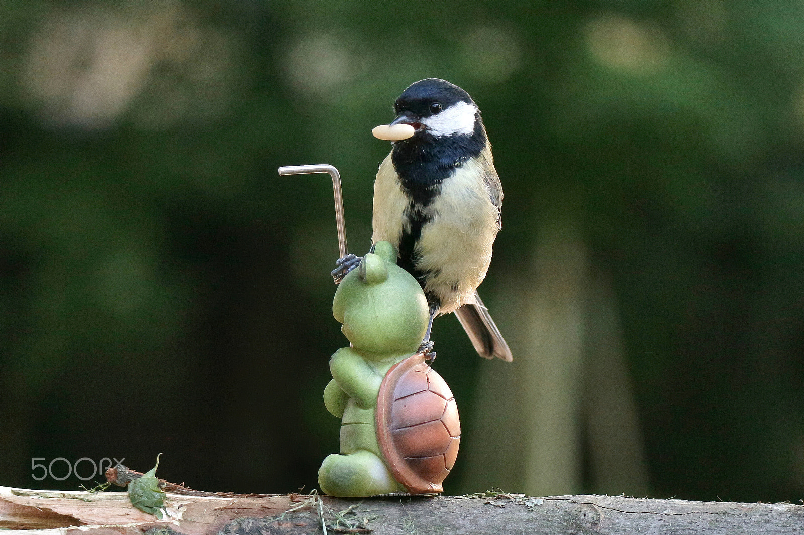 Canon EOS M10 sample photo. Bird meets turtle photography