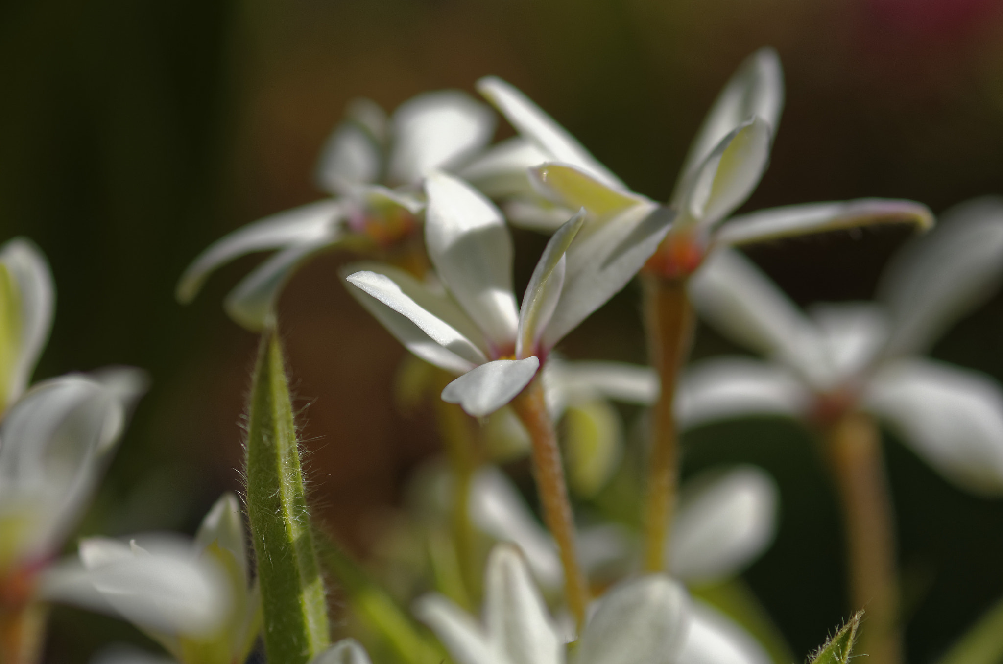 Pentax K-5 + smc PENTAX-FA Macro 100mm F2.8 sample photo. Pentax k5 100mm fa macro . white flowers, photography