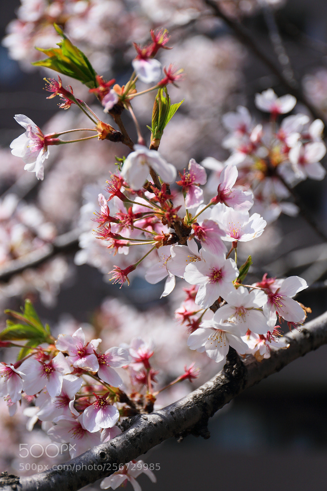 Canon EOS 6D sample photo. Sakura photography