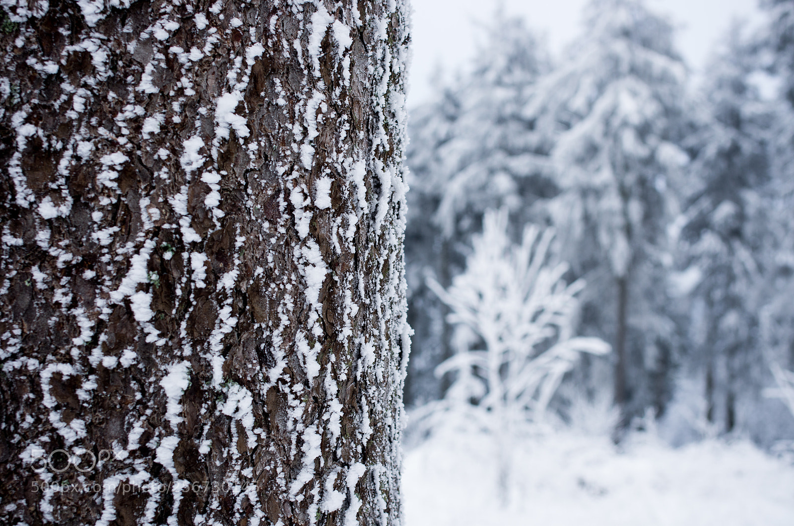 Pentax K-5 sample photo. Tree texture with snow photography