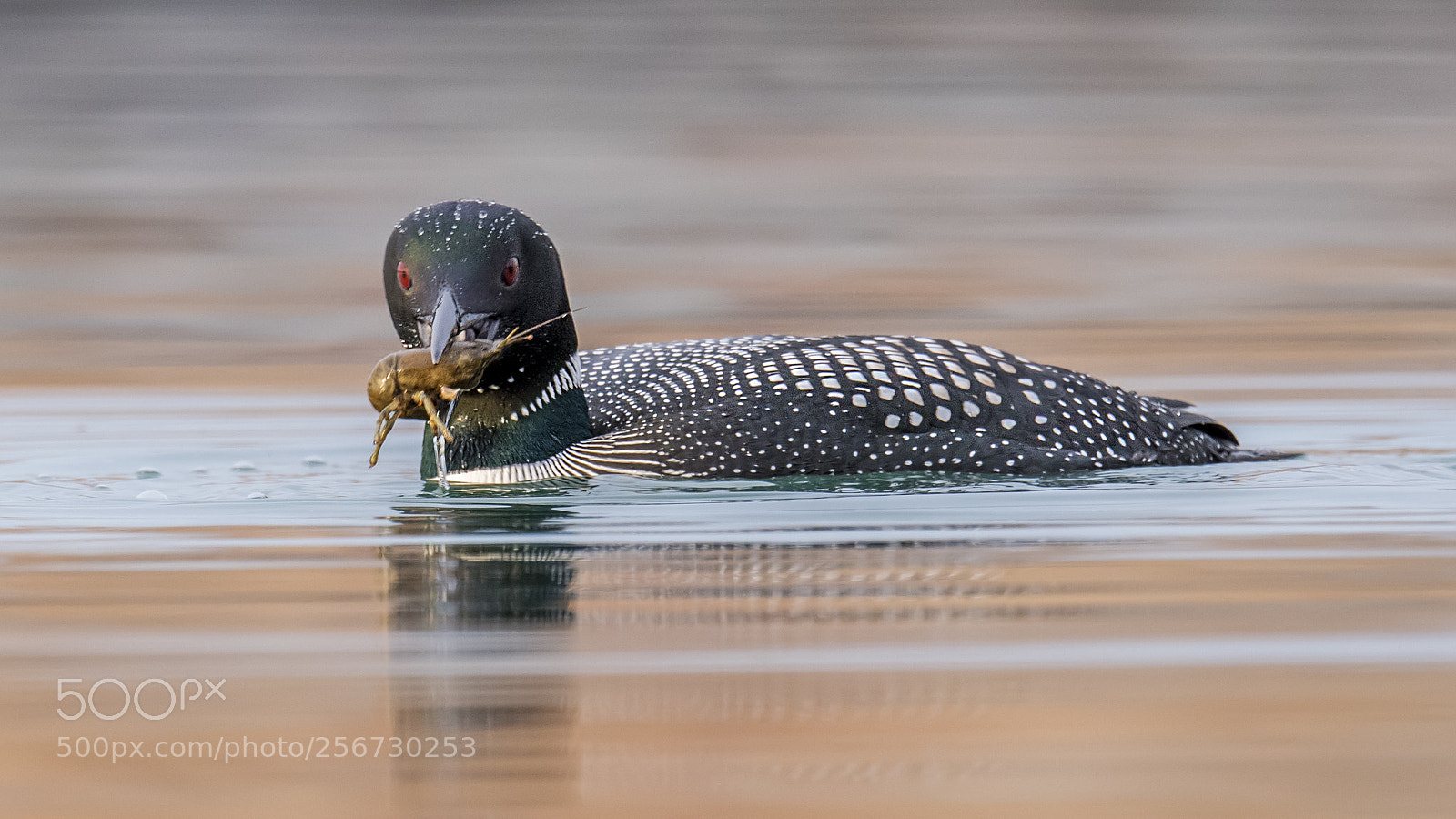 Nikon D850 sample photo. Common loon photography