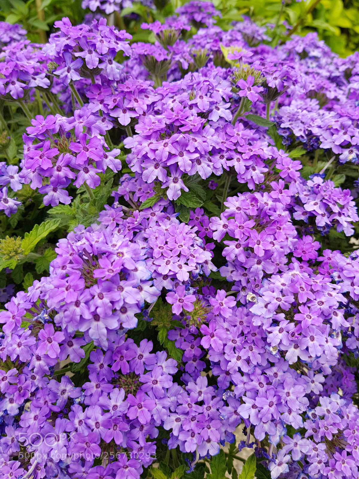 Samsung Galaxy S8 sample photo. Untitled photography