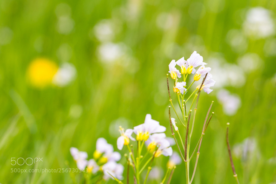 Canon EOS 6D sample photo. Blumenwiese photography