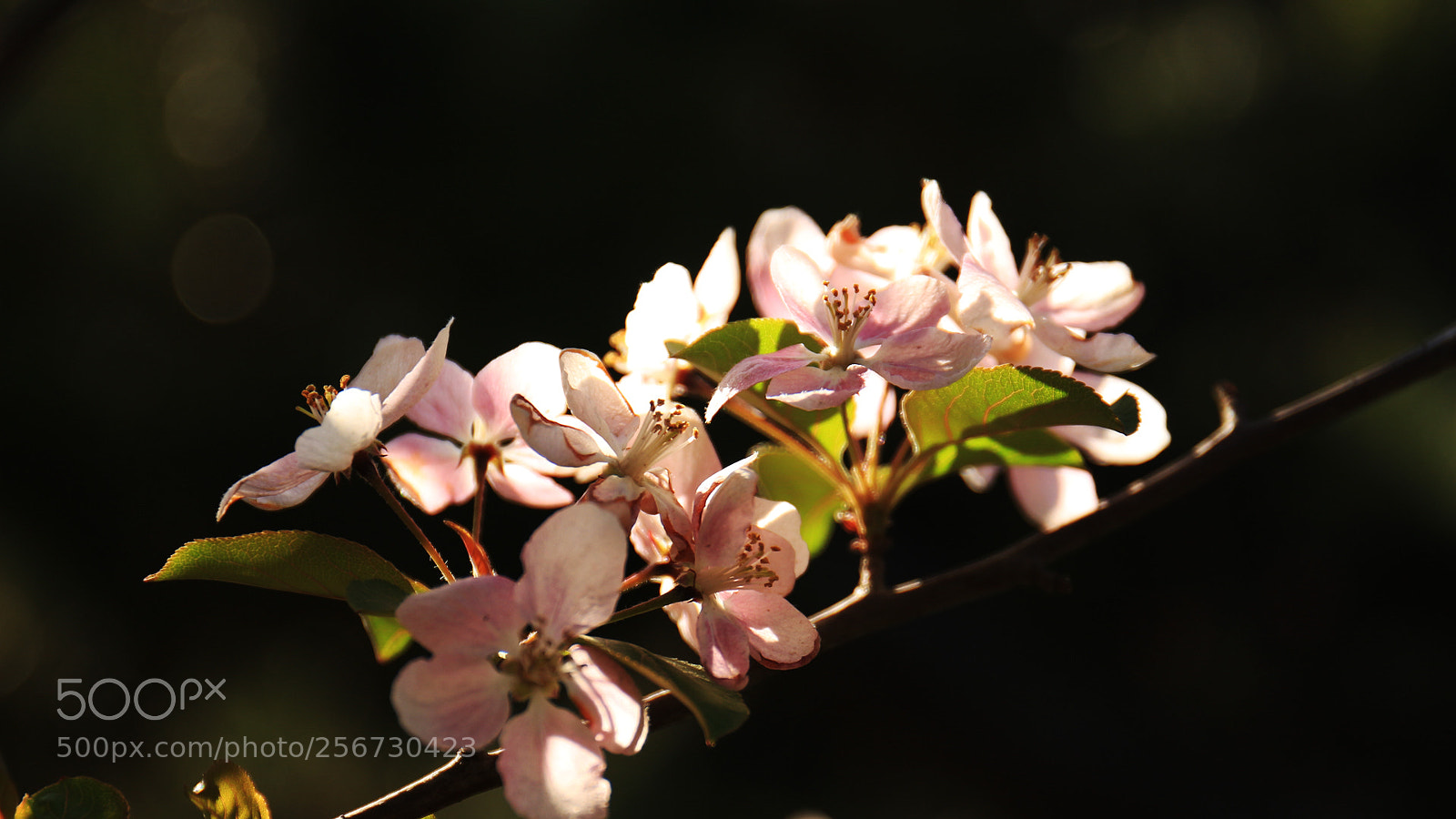 Canon EOS 700D (EOS Rebel T5i / EOS Kiss X7i) sample photo. Untitled photography